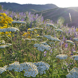 Yarrow, Crithmium-leaved